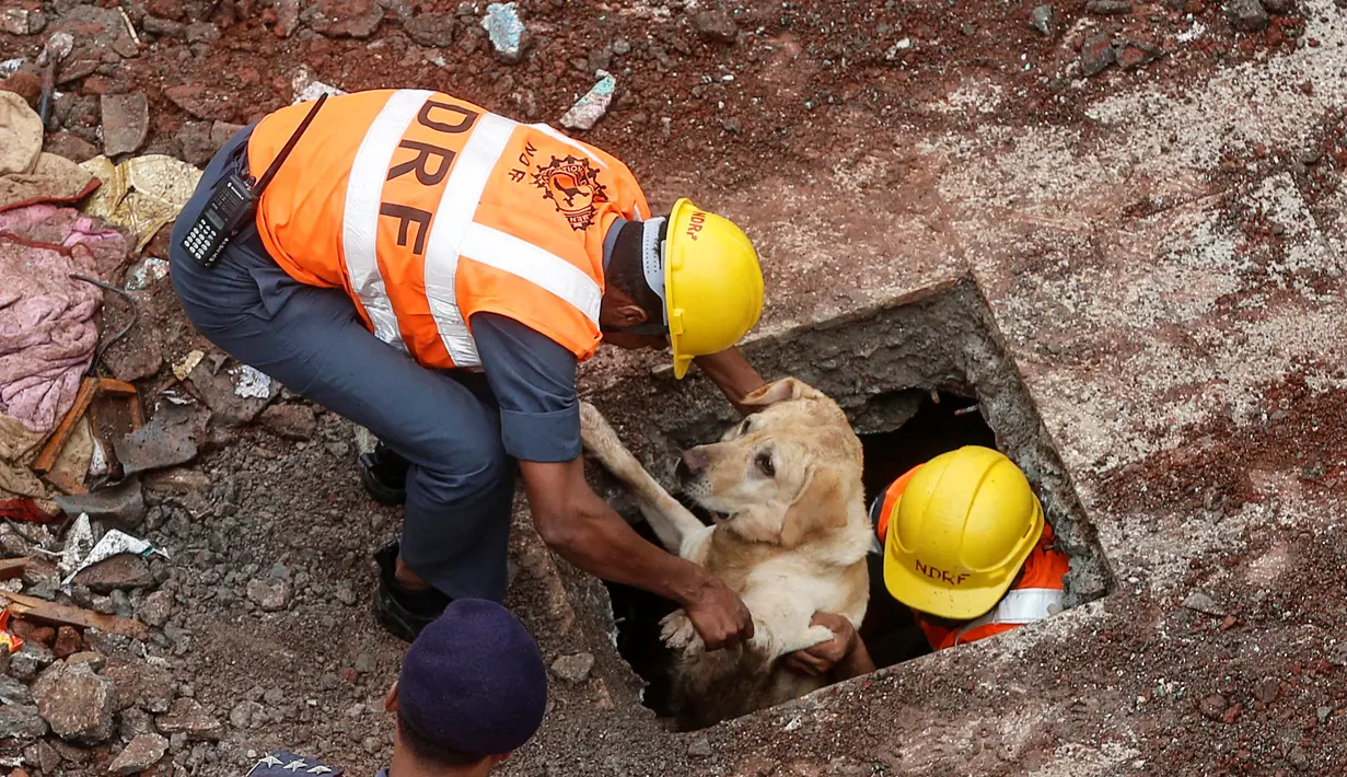 Regu penyelamat mengeluarkan anjing pelacak dari lokasi ambruknya bangunan perumahan di pinggiran Mumbai, India, Minggu (31/7). Akibat hujan lebat, bangunan perumahan ambruk dan menewaskan 9 orang termasuk empat anak-anak. (REUTERS/Shailesh Andrade)