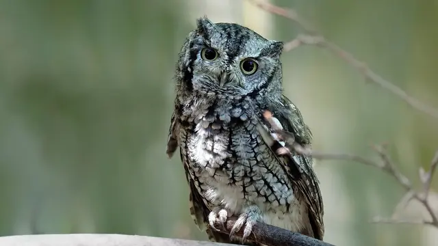 Ilustrasi burung hantu