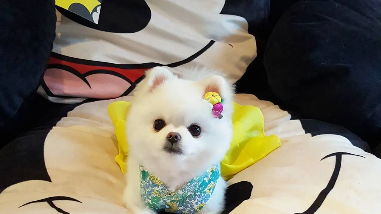 [Bintang] Anjing 