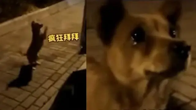 Potret Haru Anjing Liar Menangis Saat Diberi Makanan oleh Orang Asing