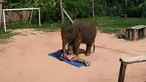 Uniknya pijatan tubuh yang dilakukan oleh seekor anak gajah di Koh Samui di Thailand.