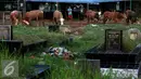 Sejumlah sapi diikat di area Tempat Pemakaman Umum (TPU) di Jakarta, Senin (5/9). Menjelang Hari Raya Idul Adha 1437 H, pedagang hewan ini memanfaatkan lahan kuburan untuk berjualan karena terbatasnya lahan di Jakarta. (Liputan6.com/Johan Tallo)