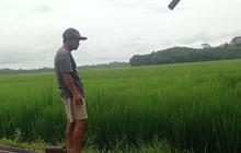 Lebak Tetapkan 28.100 Hektare Kawasan LP2B untuk Jamin Ketahanan Pangan
