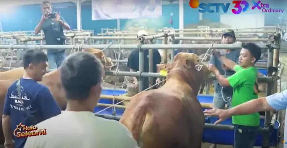 5 Potret Lesti Kejora dan Rizky Billar Bingung Beri Nama 4 Sapi Kurban untuk Hari Raya Idul Adha 2025
