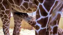 Bayi jerapah 'Melman' menyusu pada ibunya 'Binti' di dalam kandang mereka di Kebun Binatang The Beauval di Prancis barat, Selasa (13/7/2021). Jerapah reticulated (Giraffa camelopardalis reticulata) yang berasal dari Afrika bagian timur, merupakan spesies terancam punah. (Guillaume SOUVANT / AF
