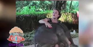Gajah Ini Manja Banget