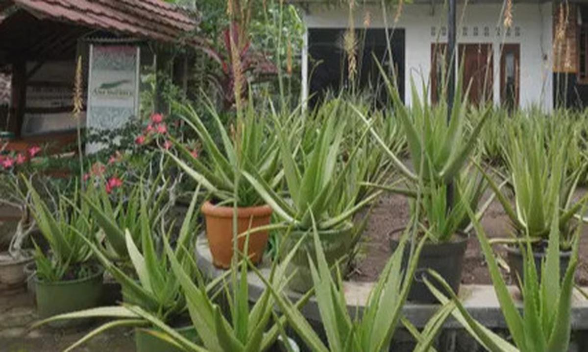 Khasiat Berbagai Jenis Lidah Buaya, dari Kesehatan Hingga Kecantikan