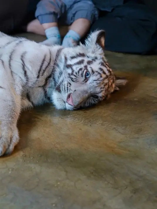 Kiano dan Kenzo anak Baim Wong (Instagram/baimwong)