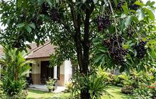 Tips Menanam Pohon Jamblang agar Cepat Tumbuh, Subur, dan Cepat Berbuah