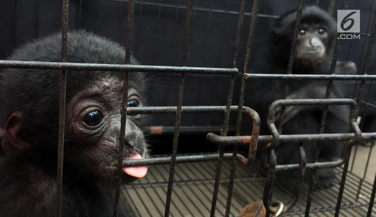 Barang bukti berupa dua ekor siamang dalam rilis kasus jual beli satwa liar yang dilindungi di Polda Metro Jaya, Jakarta, Rabu (31/1). Kisaran harga hewan langka yang mereka tawarkan berkisar Rp 2,5 juta hingga Rp 5 juta. (Liputan6.com/Immanuel Antonius)