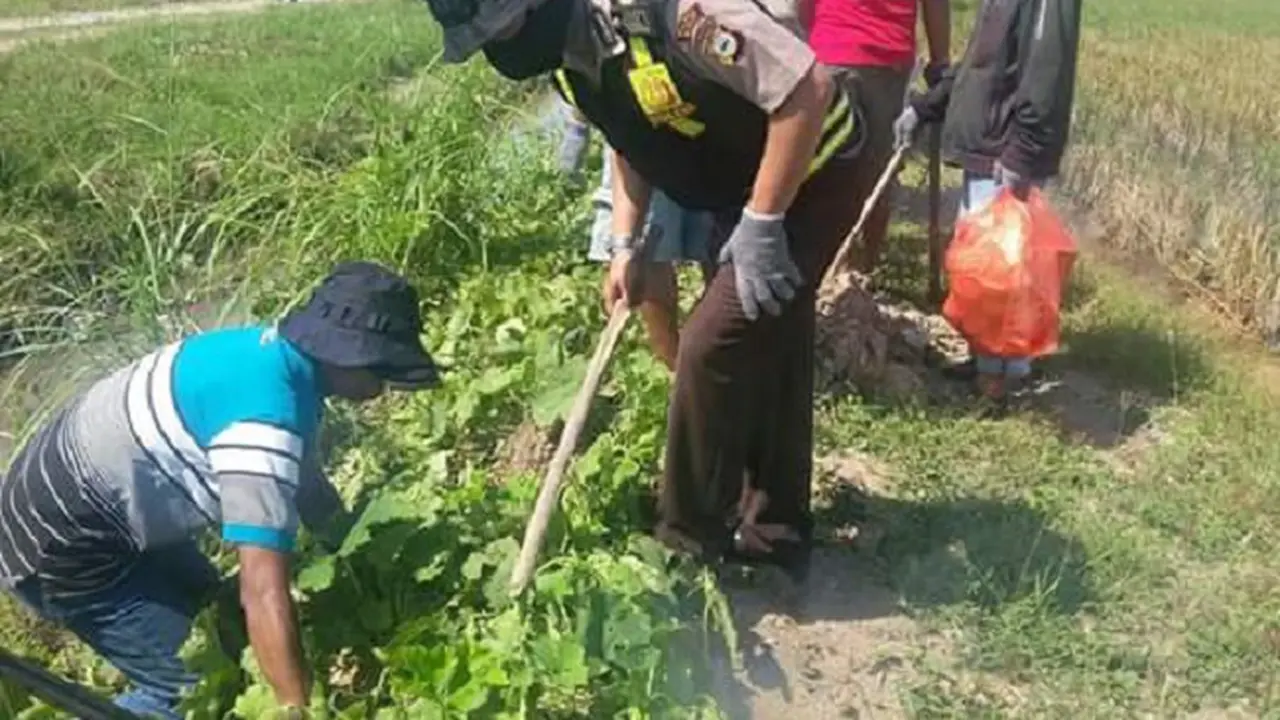 Aksi Berburu Ratusan Tikus di Lumbung Padi Sulsel