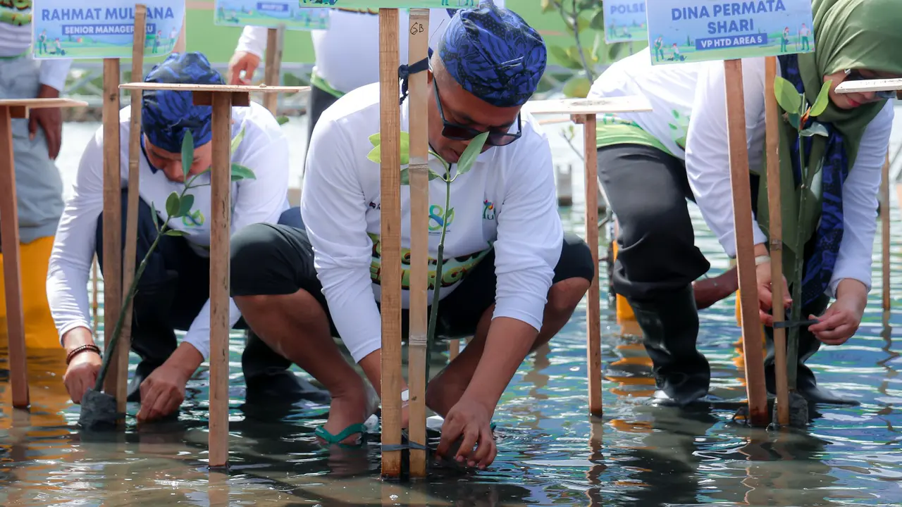 Gubernur Banten Andra Soni menanam mangrove di pesisir Banten Utara.