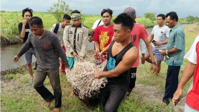 Orangutan Kalimantan Tersesat
