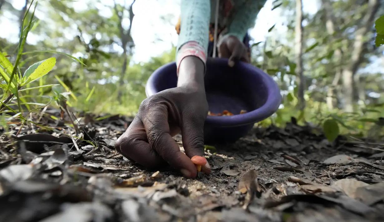 Kaya akan protein, antioksidan dan serat, jamur liar merupakan makanan lezat yang dipuja dan sumber penghasilan di Zimbabwe, di mana makanan dan pekerjaan formal sangat langka bagi banyak orang. (AP Photo/Tsvangirayi Mukwazhi)
