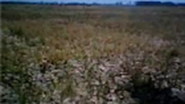 Ratusan Hektar Sawah di Pandeglang Mengalami Kekeringan