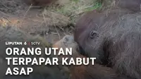 Orang Utan Terpapar Kabut Asap Karhutla