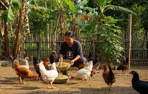 Cara Buat Pakan Ayam Fermentasi dari Gedebog Pisang/Gemini AI