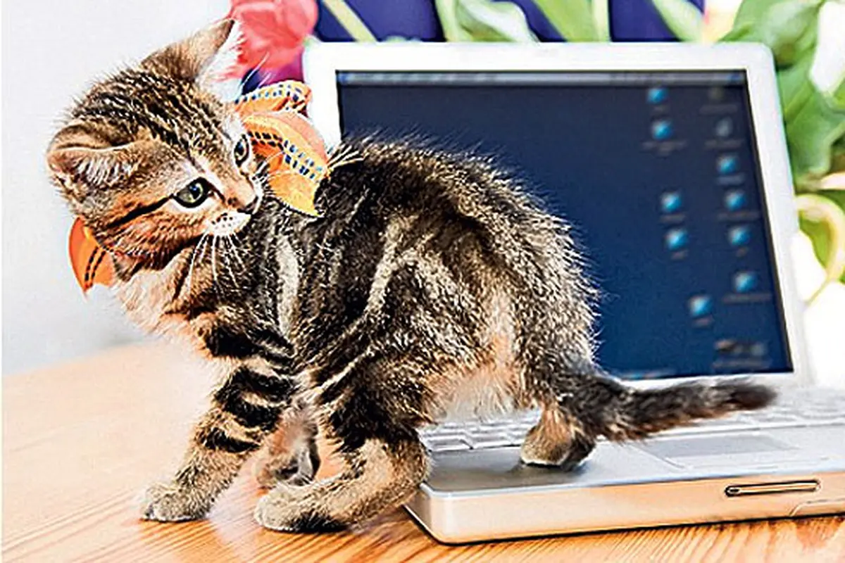 dell-kucing-131031b.jpg