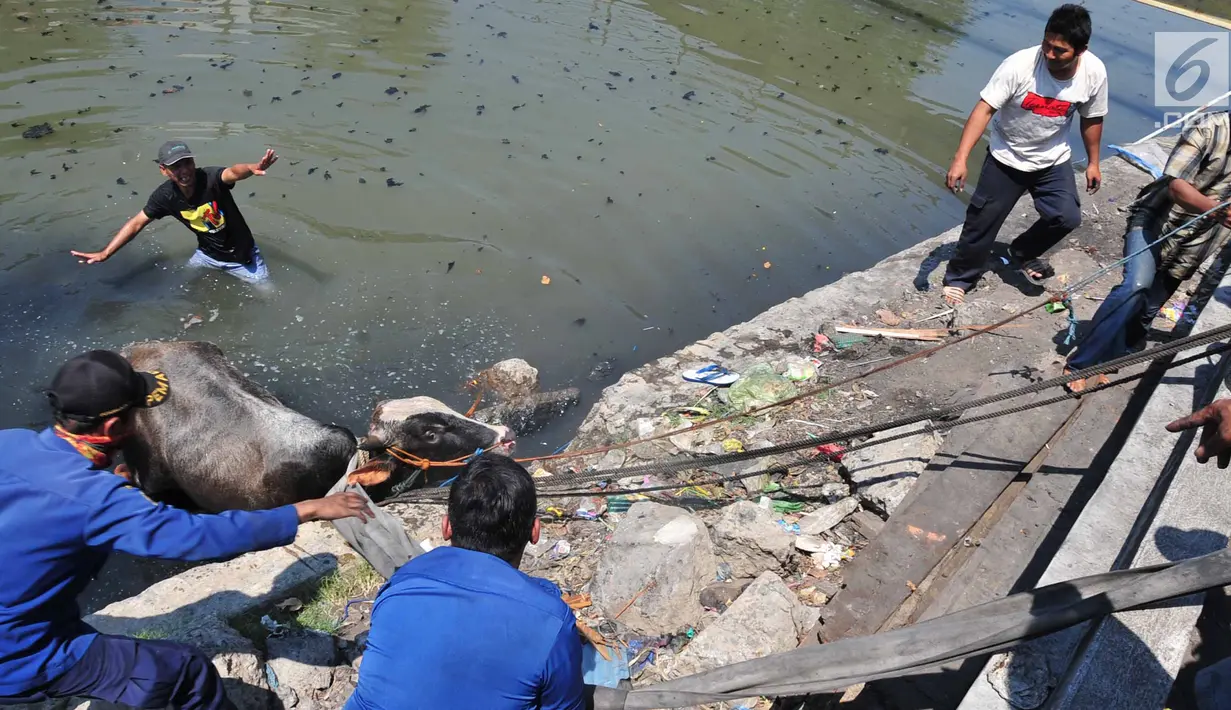 Petugas pemadam kebakaran bersama warga mengevakuasi seekor sapi yang tercebur ke Kali Mberok, Kota Semarang, Sabtu (10/8/2019). Sebelum tercebut ke sungai, sapi hendak diserahkan ke musala tersebut sempat menabrak sejumlah motor warga. (Lipuan6.com/Gholib)