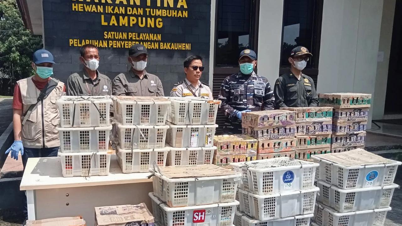 FOTO: TNI AL Gagalkan Penyelundupan Ratusan Burung Ilegal di Bakauheni
