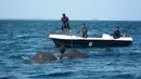 Personel AL Sri Lanka berusaha menarik dua ekor gajah yang hanyut dan nyaris tenggelam di laut satu km dari lepas pantai, Minggu (23/7). Penyelamatan itu melibatkan para penyelam angkatan laut, tali tambang dan sepasukan kapal. (STR/SRI LANKAN NAVY/AFP)