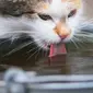 Kucing sedang minum air (Shutterstock)