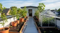 7 Ide Kebun Buah Mini di Rooftop Rumah Sederhana Anti Panas, Produktif di Lahan Terbatas