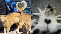 6 Potret 2 Kucing Beraksi Bentuk Love Ini Gemas, Momen Pengambilan Foto Tepat (Twitter/shouldhavecat)