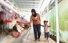 Bantu Ekonomi dan Pangan, PNM Bagikan 240 Ekor Ayam