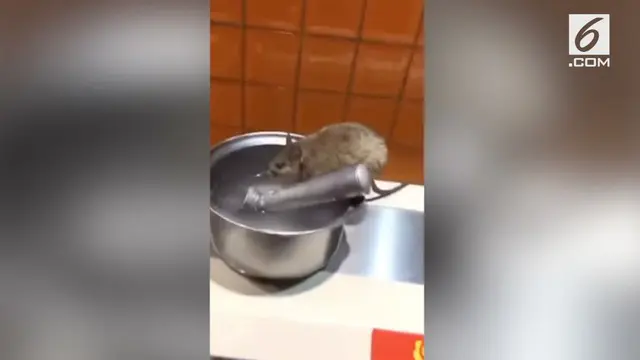 Seekor tikus tertangkap kamera minum di atas meja dapur restoran di China. Pemilik restoran menduga tikur terjatuh saat pengendalian hama dilakukan.