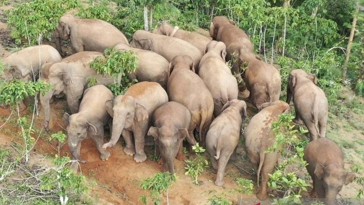 Waspada! Kawanan Gajah Liar 18 Ekor Terpantau di Jalan Suoh-Tanggamus, Warga Diminta Hati-hati
