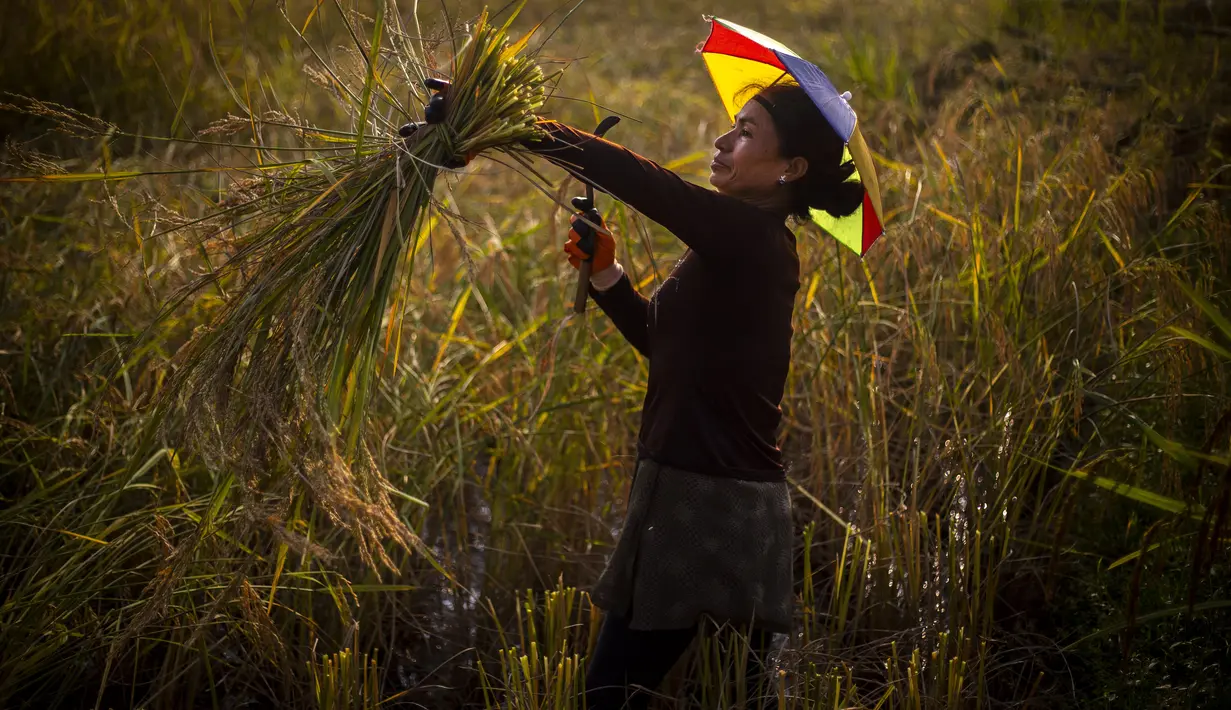 Seorang wanita etnis Khasi mengenakan payung di kepalanya memotong tanaman padi di desa Umwang, di sepanjang perbatasan negara bagian Assam-Meghalaya, India, Rabu (27/10/2021). Lebih dari 60 persen dari 1,3 miliar warga India bertani. (AP Photo/Anupam Nath)