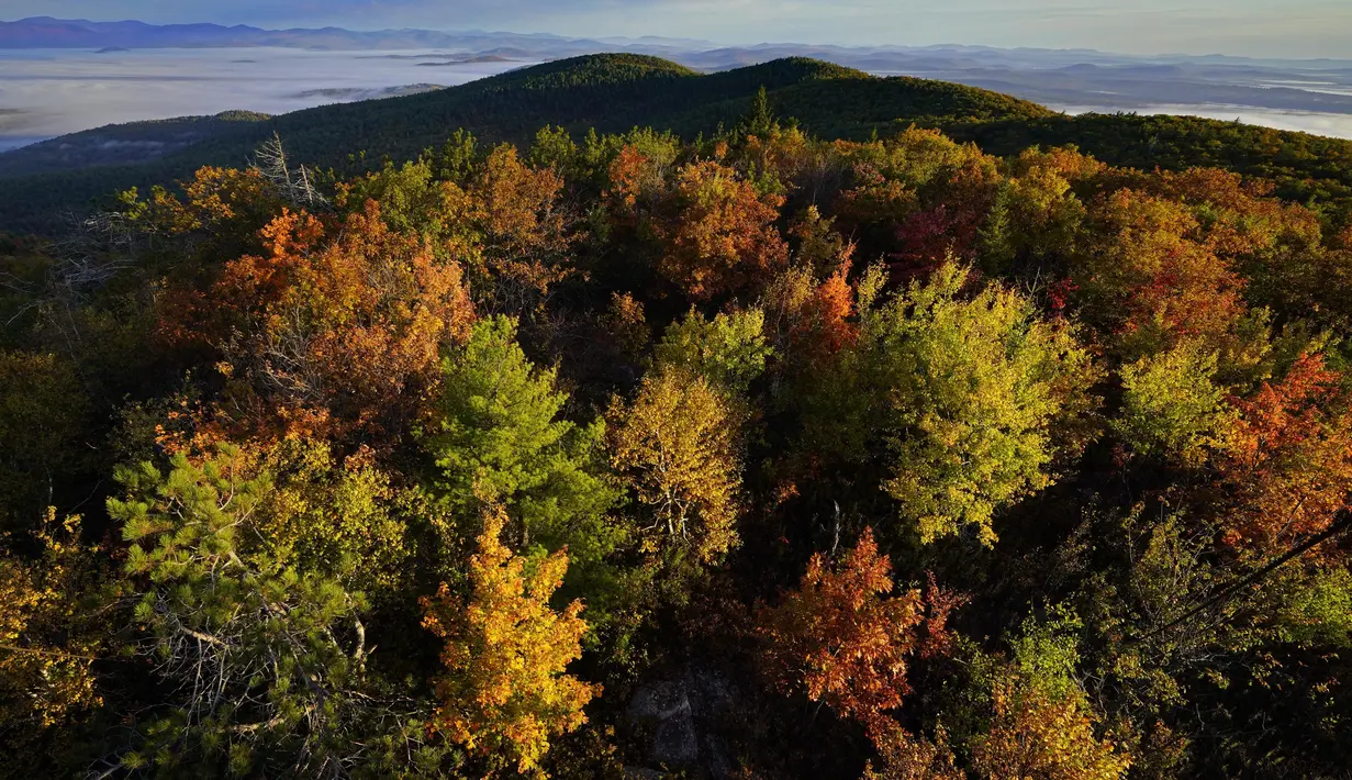 Pohon-pohon kayu keras, menampilkan warna musim gugur tahunannya, menerangi puncak utama Pleasant Mountain di Bridgton, Maine, Amerika Serikat, Rabu (13/10/2021). Salah satu yang paling khas dari musim gugur adalah pohon-pohon yang berubah warna sebelum gugur. (AP Photo/Robert F. Bukaty)