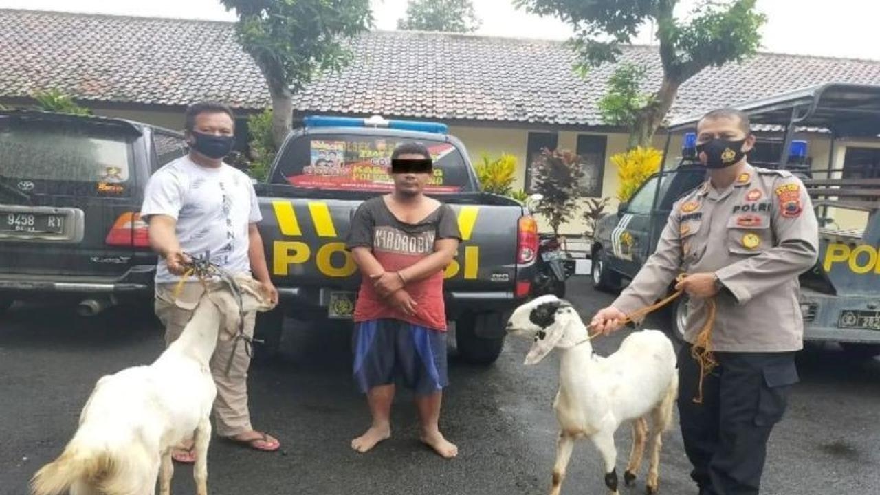 Buron Setahun, Pencuri Kambing Gowa Berinisial MR Akhirnya Dibekuk Polisi