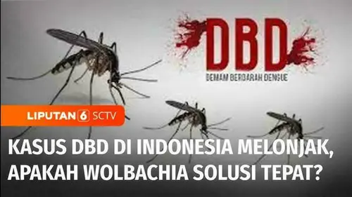 VIDEO: Kasus DBD di Indonesia Melonjak Seiring Musim Hujan, Apakah Wolbachia Solusi yang Tepat?