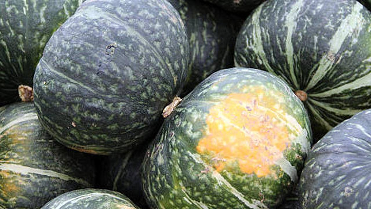 3 Jenis Labu yang Berbeda, Kenali Perbedaan Labu Parang, Kabocha, dan Butternut Pumpkin dan Resep Olahannya