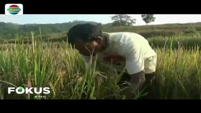 Akibat kemarau panjang, petani di Jawa Tengah dan Jawa Timur mengalami gagal panen karena tanaman yang mereka olah kini mengering.