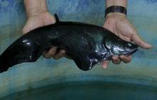 FOTO: Mengunjungi Pusat Konservasi Ikan Belida Terancam Punah di Palembang