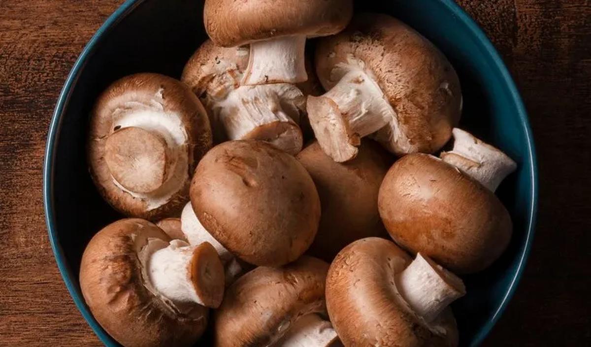8. Jamur vs Kulat: Identifikasi Bahan Makanan yang Aman