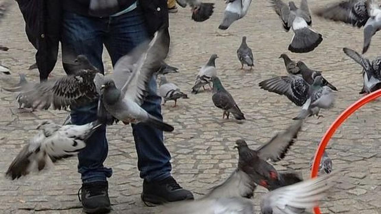 Diperkirakan ada sekitar 40.000 burung merpati kota di Belanda. Foto: merdeka.com / Arie Basuki<br>