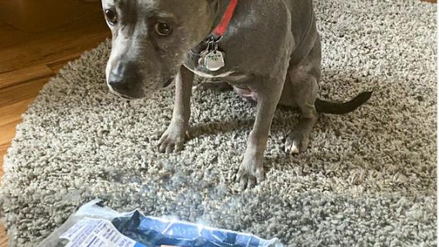 10 Potret Hewan Peliharaan saat Ketahuan Mencuri Makanan Ini Bikin Gemas