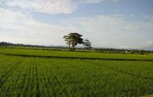 Kabupaten Bone Tetapkan 87,5 Persen Lahan Pertanian Pangan Berkelanjutan, Lampaui Target Nasional
