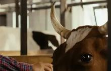 Satu Sapi di Wonogiri Positif Antraks, Begini Awal Mula Temuannya
