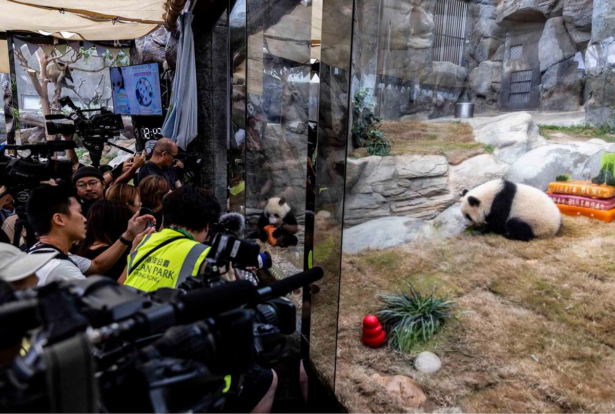 FOTO: Lucunya Panda Kembar De De & Jia Jia Rayakan Ulang Tahun Pertama di Hong Kong