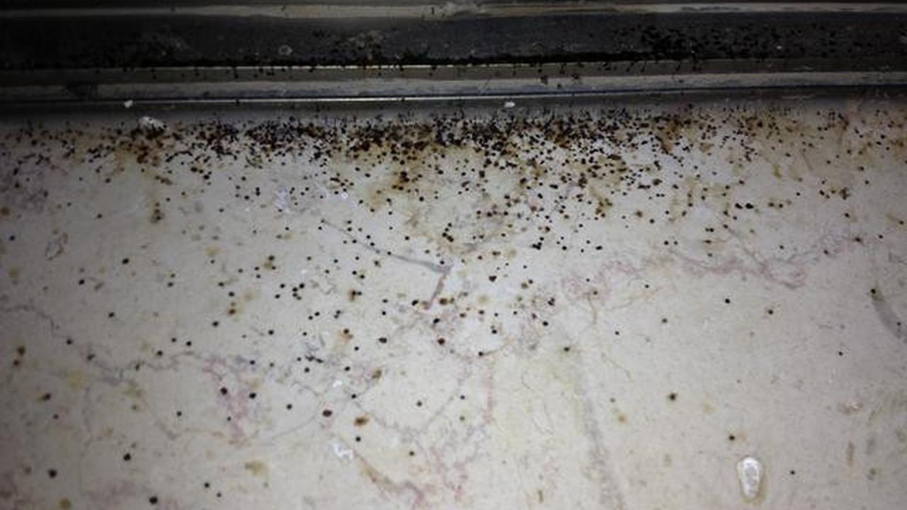 Kesalahan yang Membuat Jamur Kamar Mandi Cepat Muncul, Hindari Hal-Hal Ini