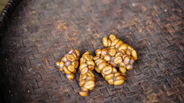 Proses Pembuatan Luwak Coffee hingga Siap Disajikan ke Cangkir