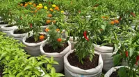 8 Trik Sayur Organik Cepat Panen untuk Kebun Rumahan di Lahan Sempit agar Hasil Melimpah