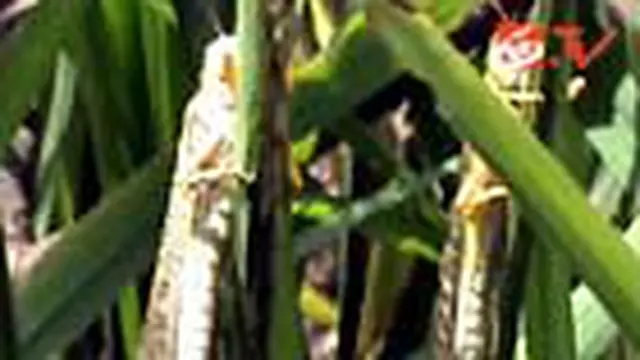 Hama Belalang Serang Belasan Hektare Sawah