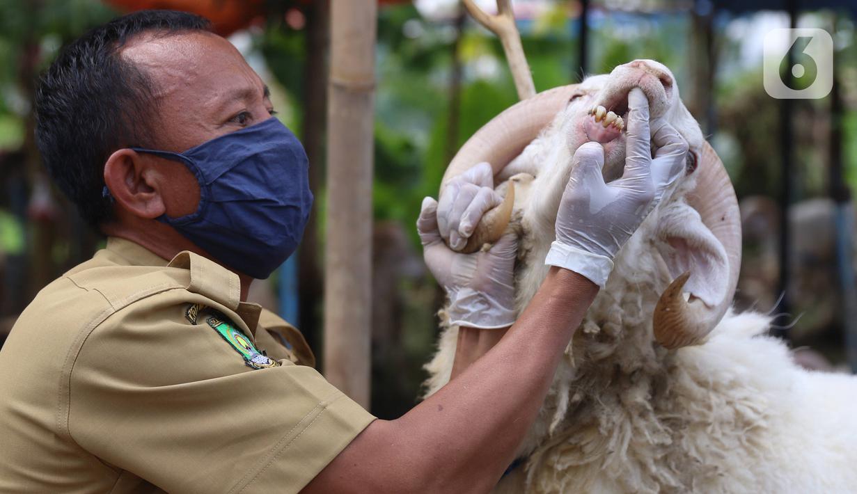 Foto Pemeriksaan Kesehatan Hewan Kurban Di Kota Tangerang News Liputan6com