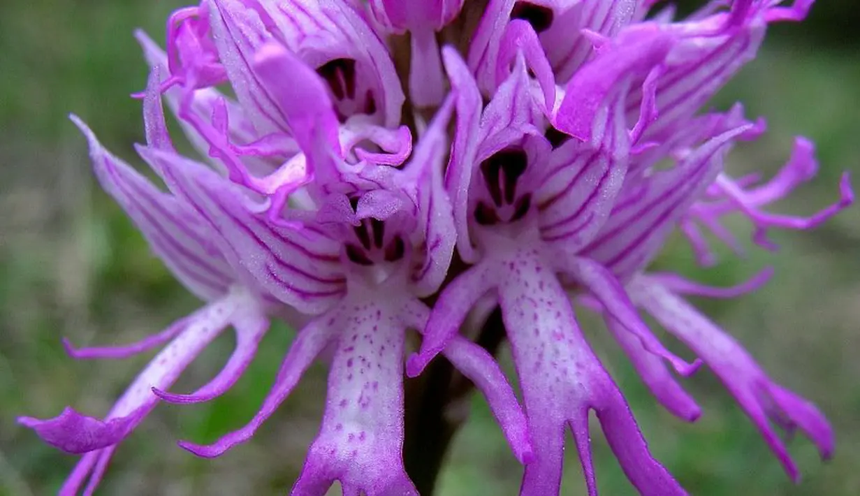 Bunga Unik Namun Tetap Cantik yang Ada di Dunia - Photo Fimela.com